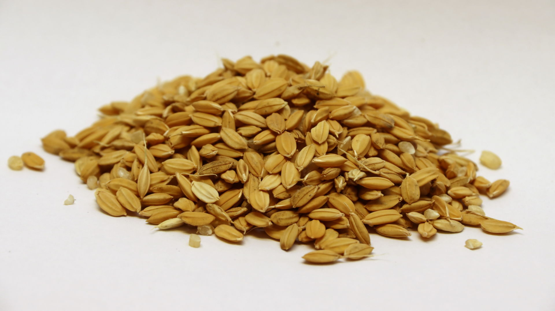 Einkorn im Spelz Einkorn im Spelz